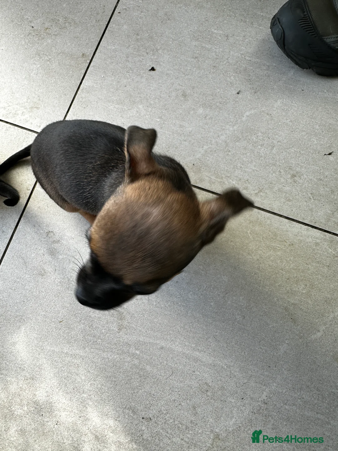 Mixed Breed dogs for sale: French Jacks x 5 - Advert 10