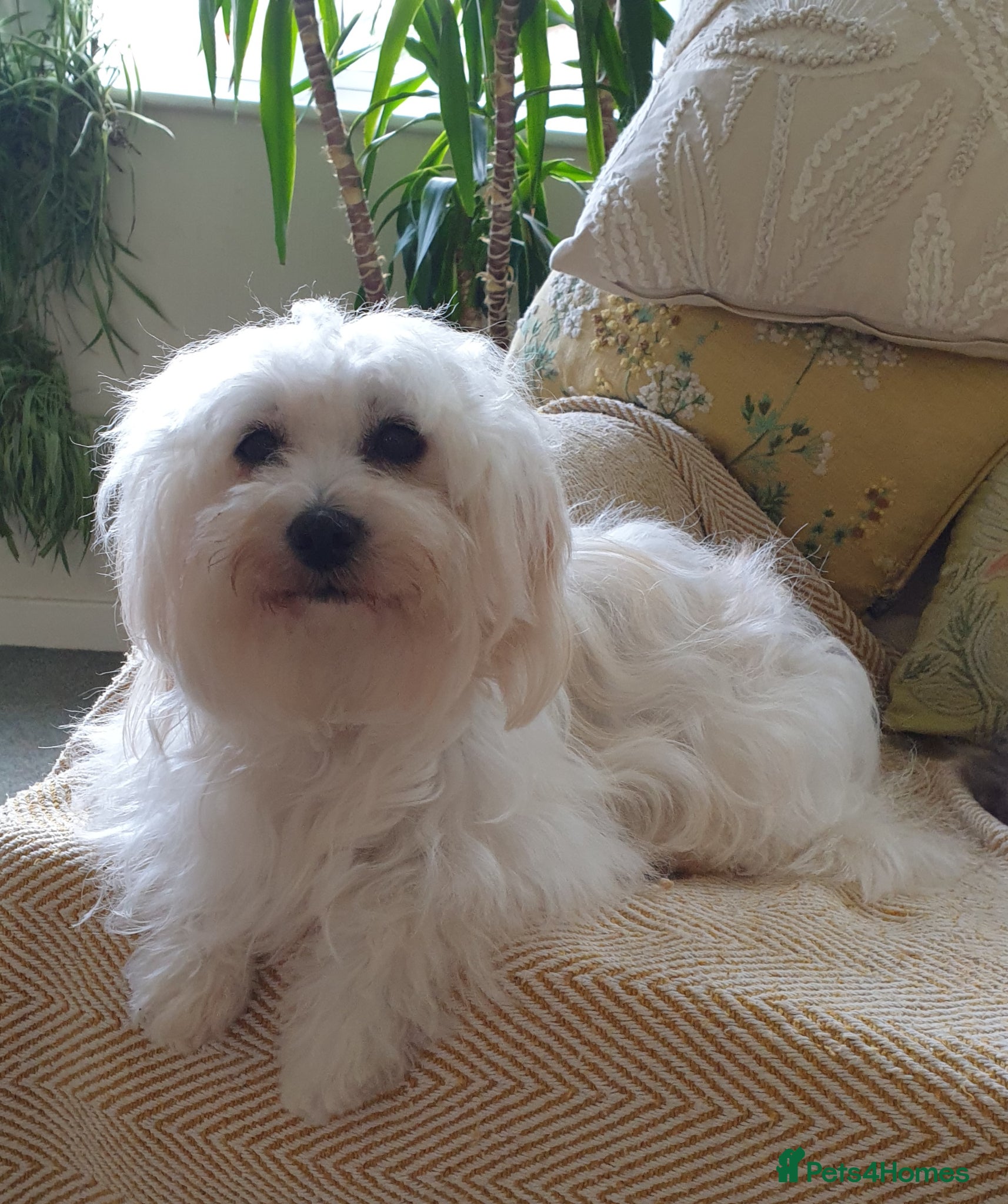Coton De Tulear dogs for sale: K. C. reg. Coton de tulear - health tested - Advert 1