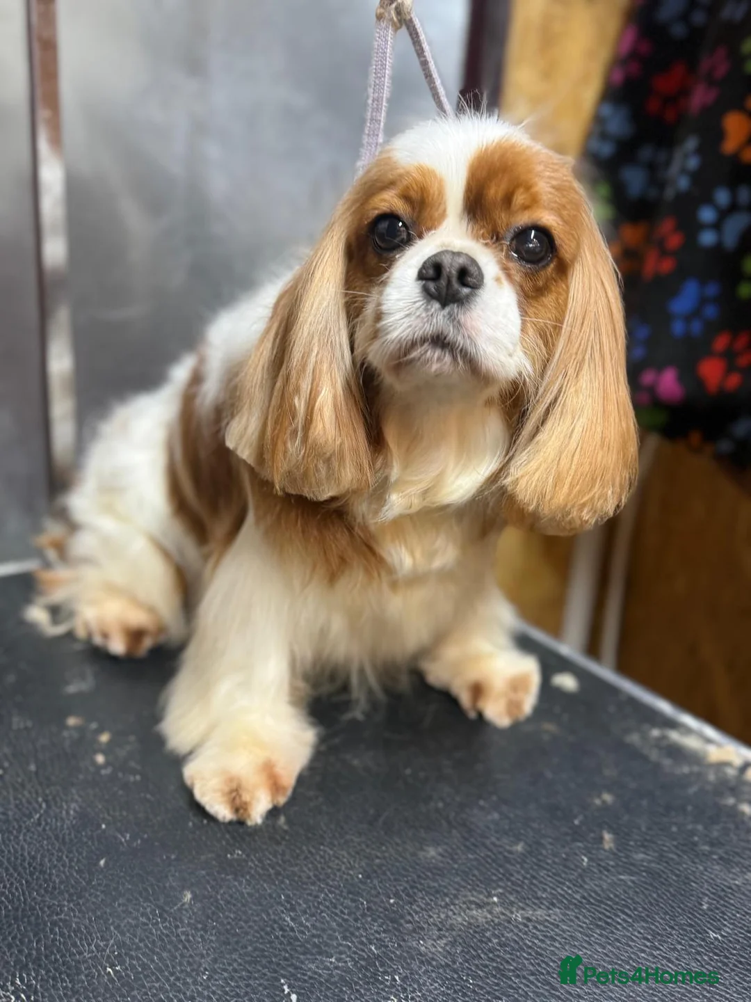 Cavalier King Charles Spaniel dogs for adoption: SALLY – Cavalier King Charles Spaniel (Female) - Advert 1