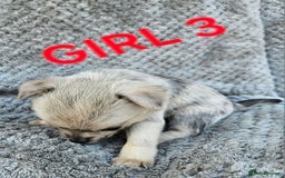 Pomchi dogs for sale: Beautiful merle pomchi puppies  - Image 14