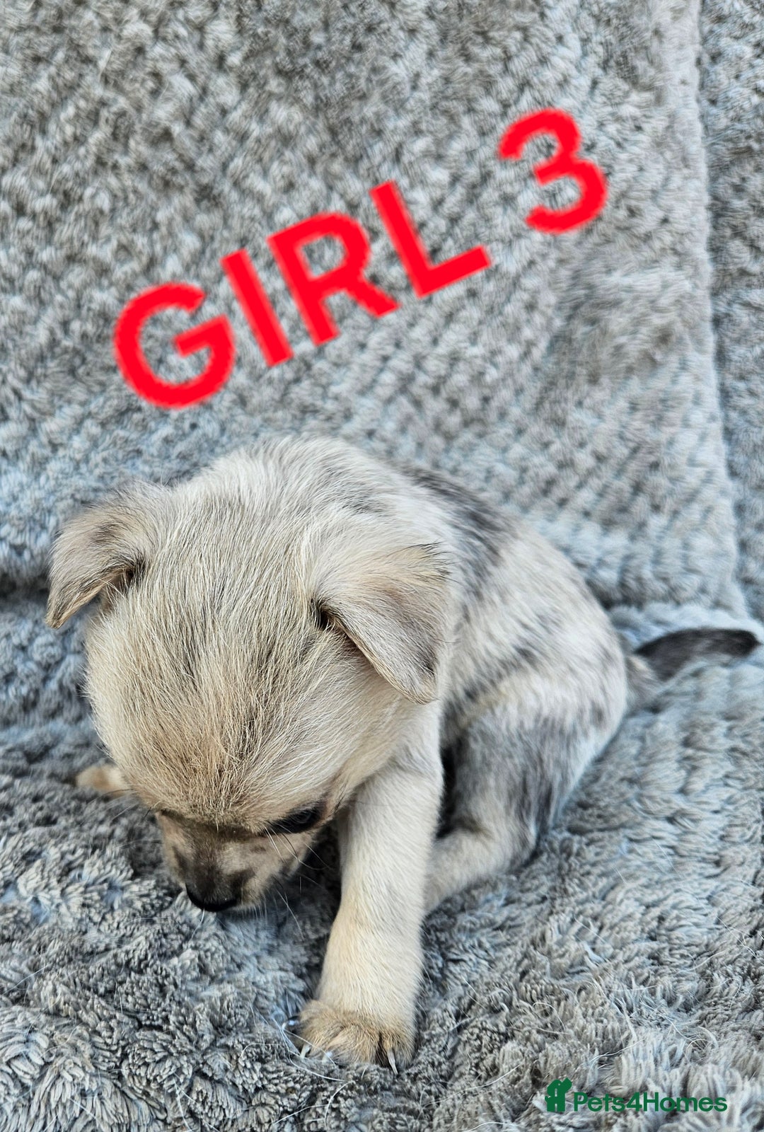 Pomchi dogs for sale: Beautiful merle pomchi puppies  - Image 14