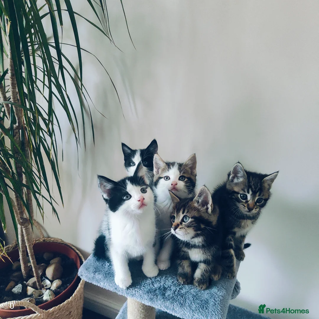 Maine Coon cats for sale: Stunning Maine Coon cross Boys-5 Beautiful fluffy - Advert 8