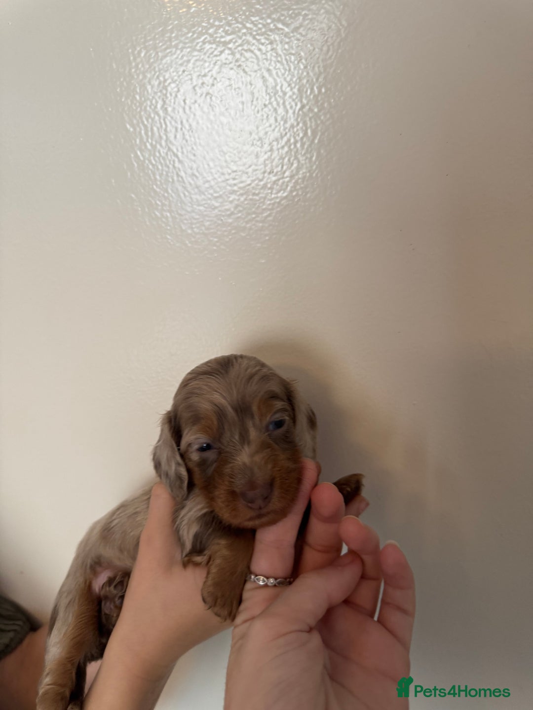 Miniature Dachshund dogs for sale: Miniature dachshund - Image 17