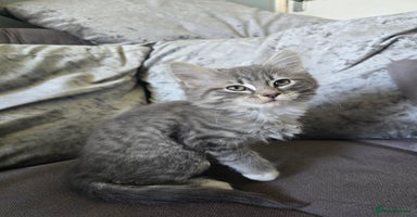 Mixed Breed cats - Advert 6