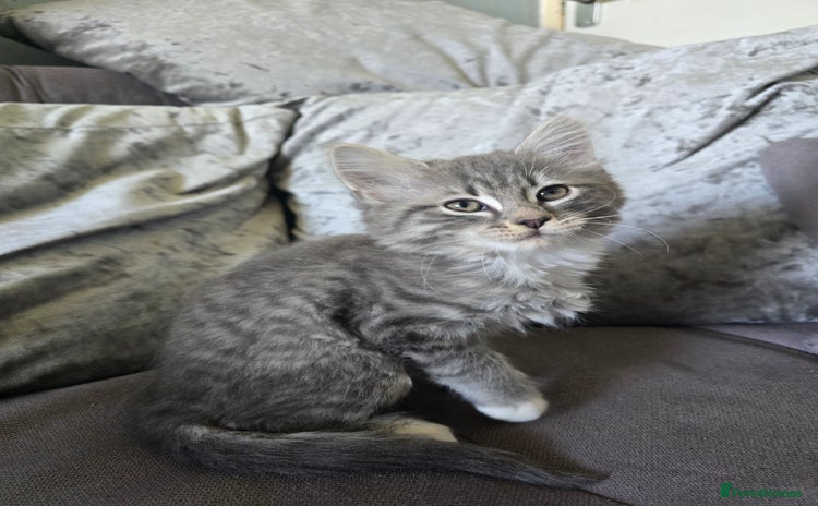 Mixed Breed cats - Advert 16