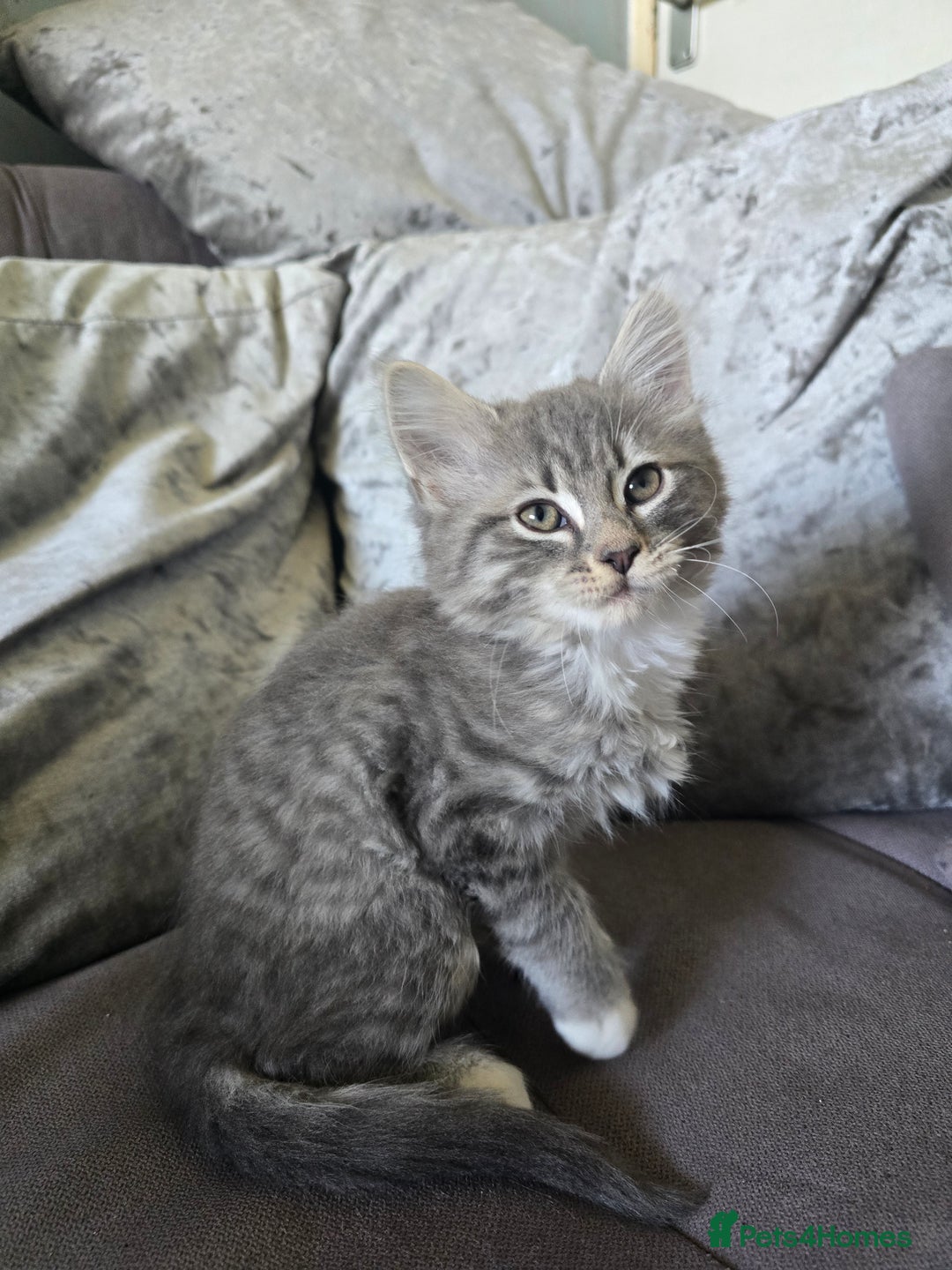 Mixed Breed cats for sale: 5 3/4 persian kittens ready now - Image 1