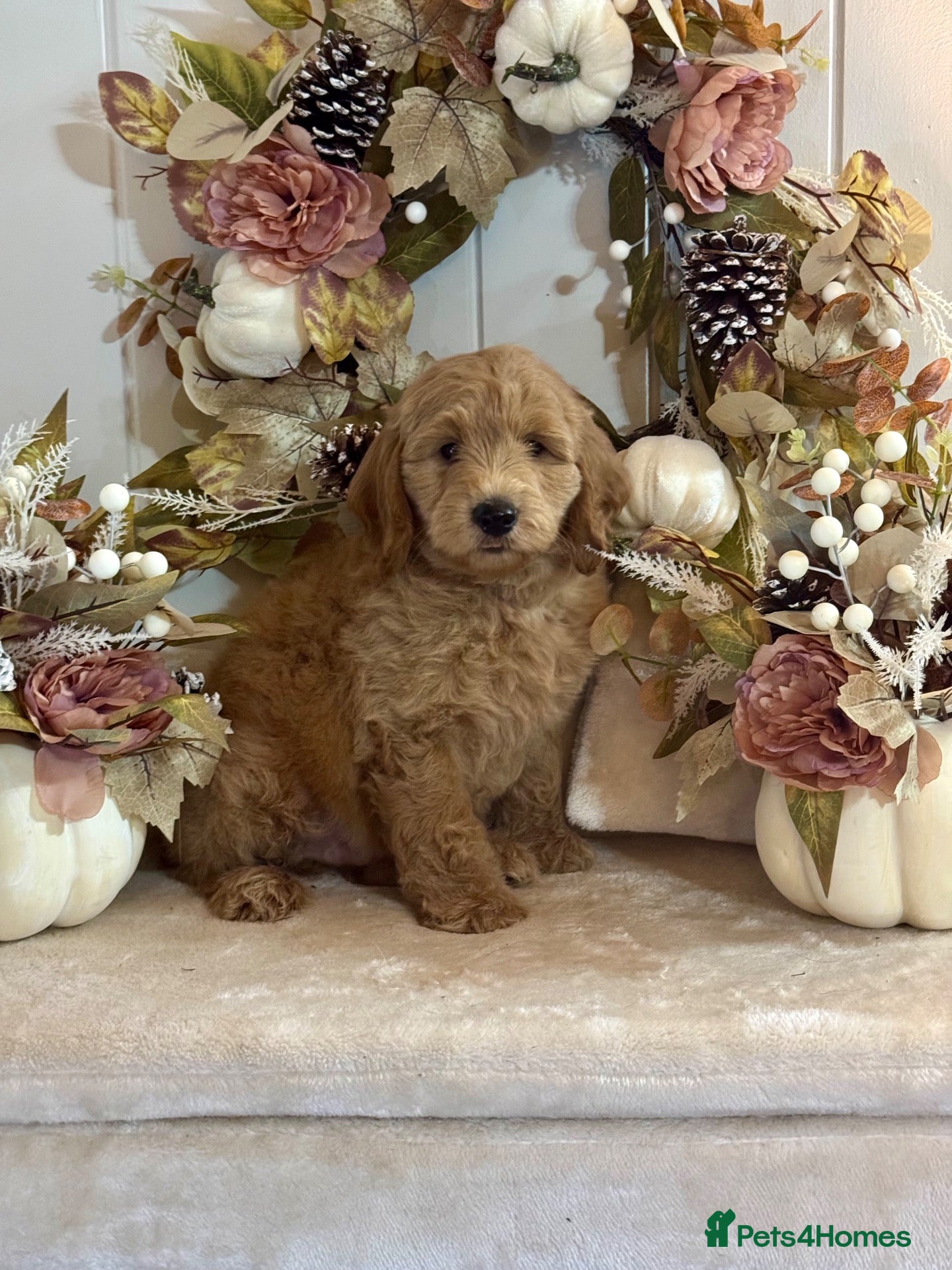 Mini Goldendoodle dogs F1 mini Goldendoodle puppies looking for homes  - Advert 2