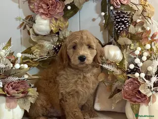 Mini Goldendoodle dogs F1 mini Goldendoodle puppies looking for homes - Advert 2