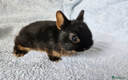 Netherland Dwarf rabbits for sale: Netherland dwarf bunnies  - Image 15