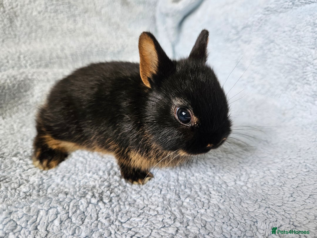 Netherland Dwarf rabbits for sale: Netherland dwarf bunnies  - Image 15