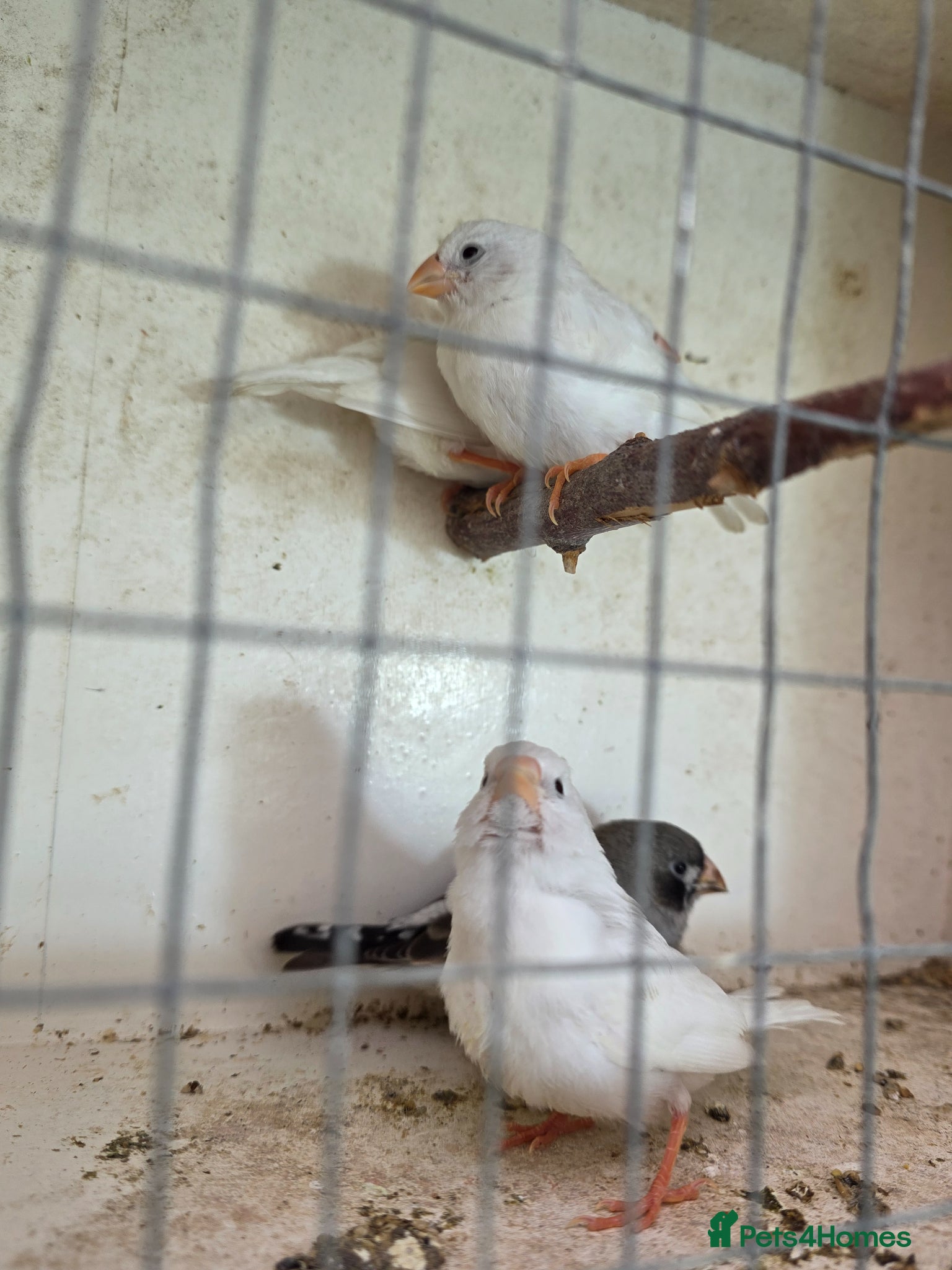 Budgerigars birds Guliden finch and zebra finch  - Advert 18