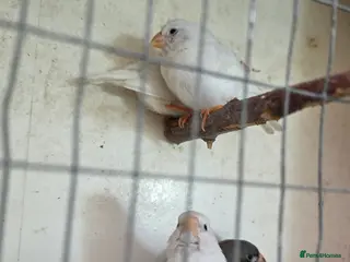 Budgerigars birds Guliden finch and zebra finch - Advert 18