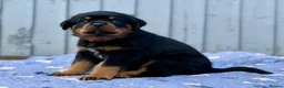 Rottweiler dogs for sale: 5 Exceptional KC Registered Rottweiler Puppies - Advert 27