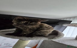 Maine Coon cats for sale: Amazing tortie Mainecoons - Image 18