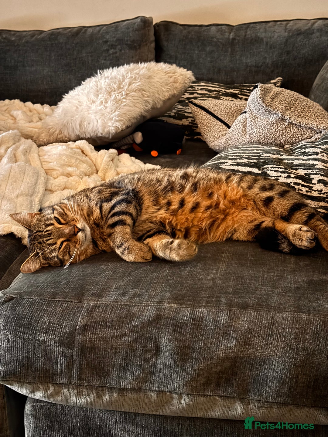 Mixed Breed cats for sale: Half Bengal boy looking for new home.  - Advert 1