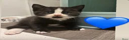 European cats for sale: Kittens  - Advert 22