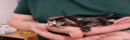 Mixed Breed cats for sale: Beautiful Unique Kittens Now Available to Reserve in Salisbury - Advert 14