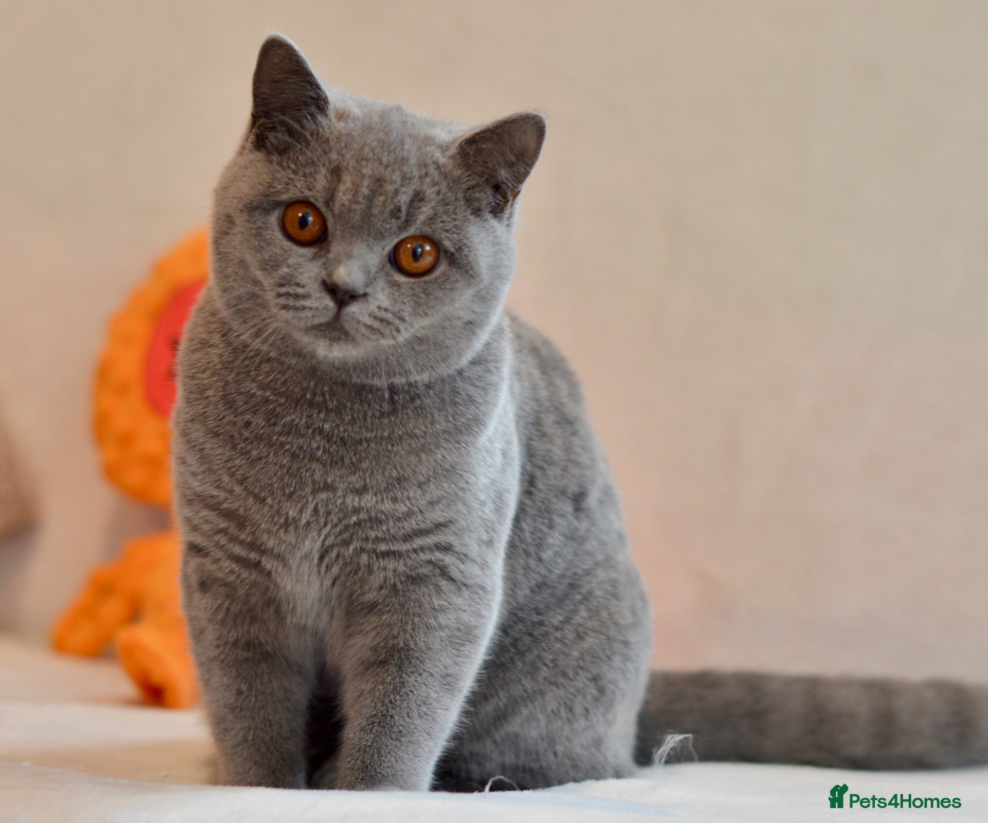 British Shorthair cats for sale: 5 beautiful kittens😻❤️ - Advert 1