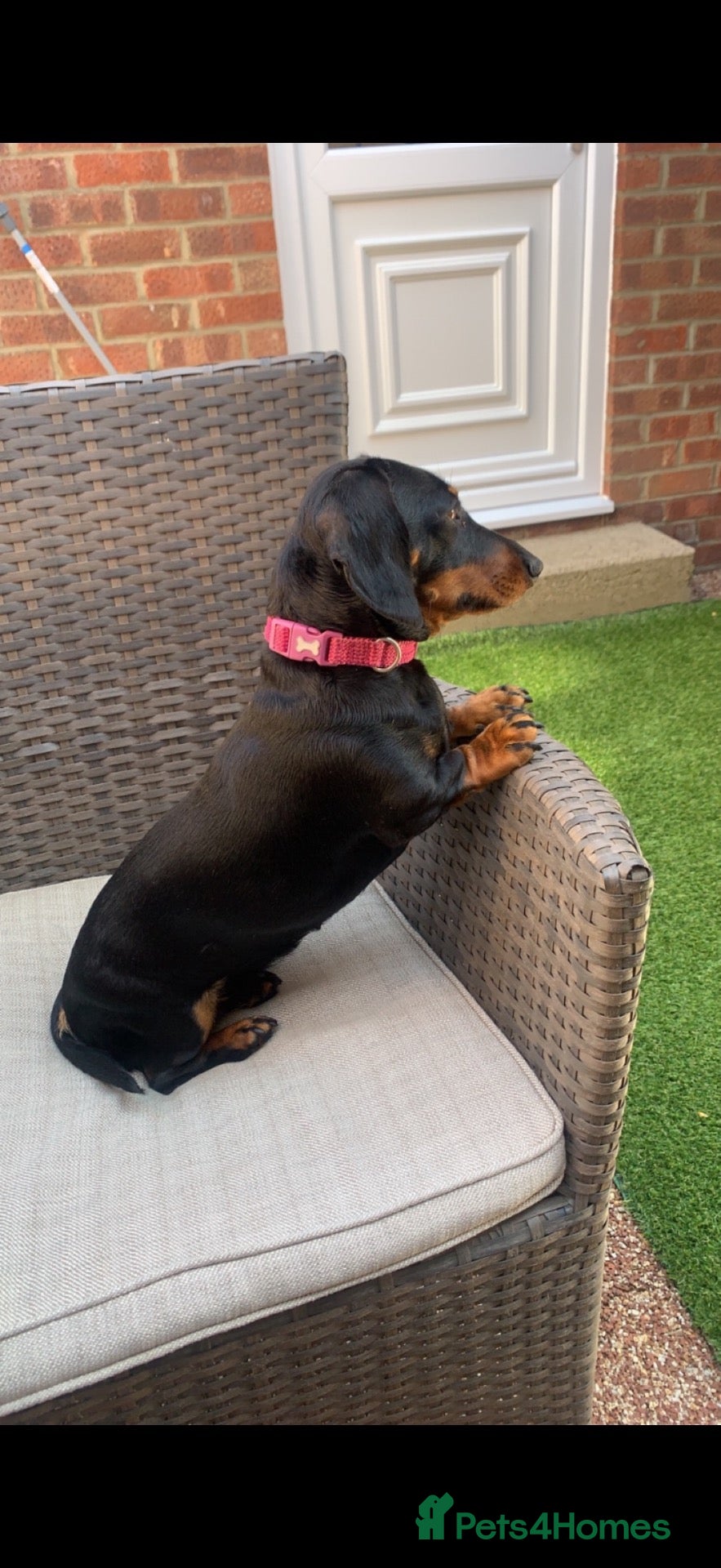 Miniature Dachshund dogs Miniature dachshunds  - Advert 1