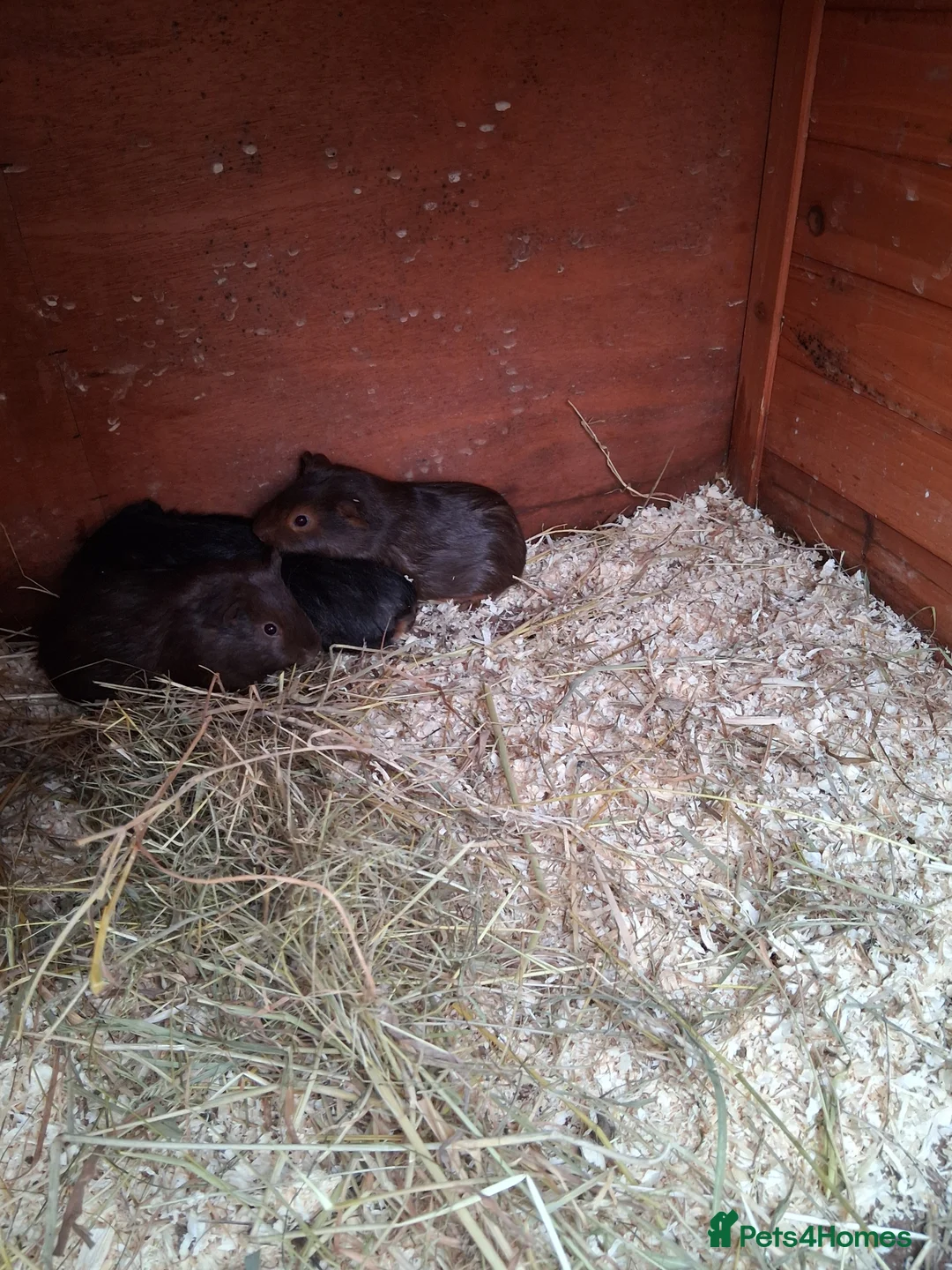 Guinea Pig rodents for sale: 13 baby guinea pigs available  - Advert 3