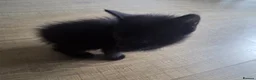 British Shorthair cats for sale: Five tuxedo  kittens  - Advert 9