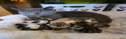 Mixed Breed cats for sale: Adorable Mixed Colour Kittens,Tabby, White, calico in Guildford - Advert 1