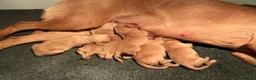 Labrador Retriever dogs for sale: KC Red Labrador pups for sale  in Kidderminster - Advert 9