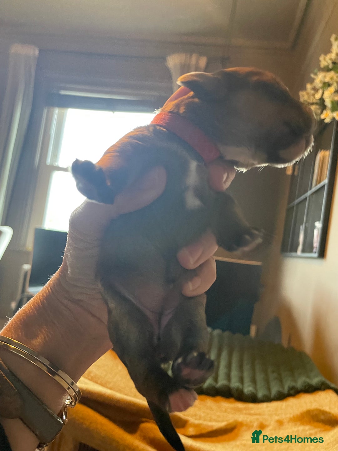 Mixed Breed dogs for sale: Cavapoo/Jack Russell puppies - Image 8