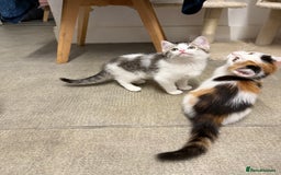 Siberian cats for sale: Last Stunning siberian cross kitten in Manchester - Image 4
