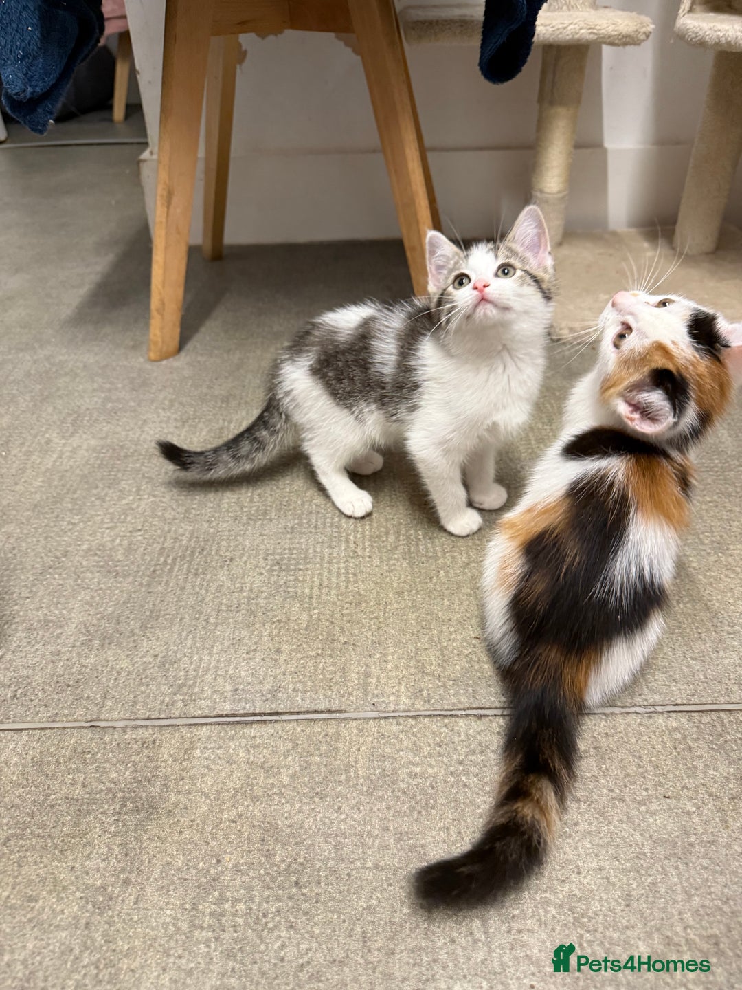 Siberian cats for sale: Last Stunning siberian cross kitten in Manchester - Image 4