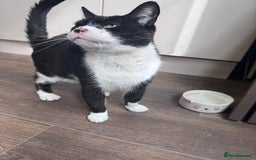 Mixed Breed cats for sale: X2 male cats Batman & Blacky - Image 16