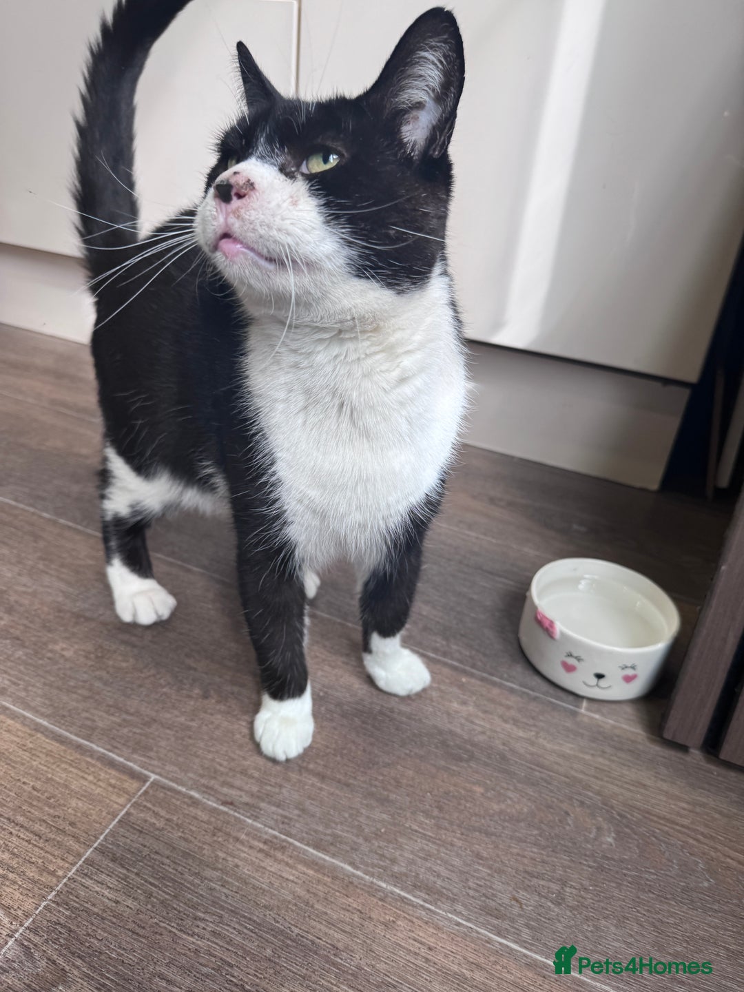Mixed Breed cats for sale: X2 male cats Batman & Blacky - Image 16