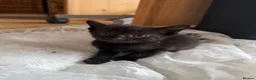 Mixed Breed cats for sale: Mixed Breed Of Black Kittens  in Coventry - Advert 12