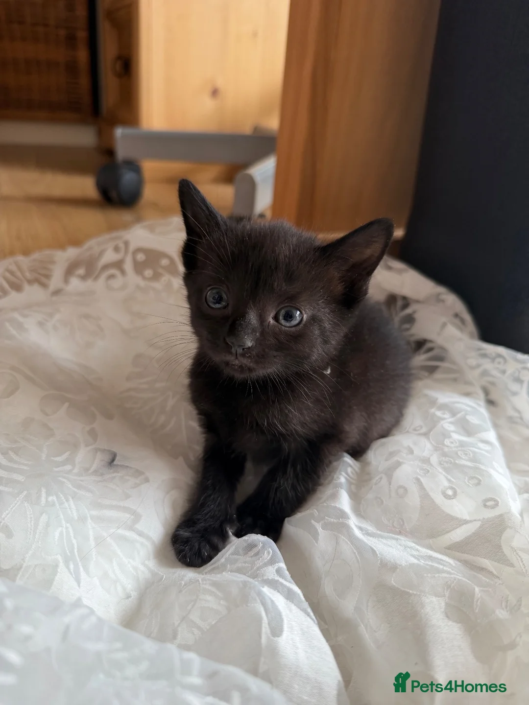 Mixed Breed cats for sale: Mixed Breed Of Black Kittens  in Coventry - Advert 12