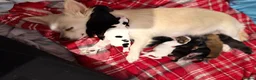 Mixed Breed dogs for sale: Beautiful Jack russels  - Advert 5