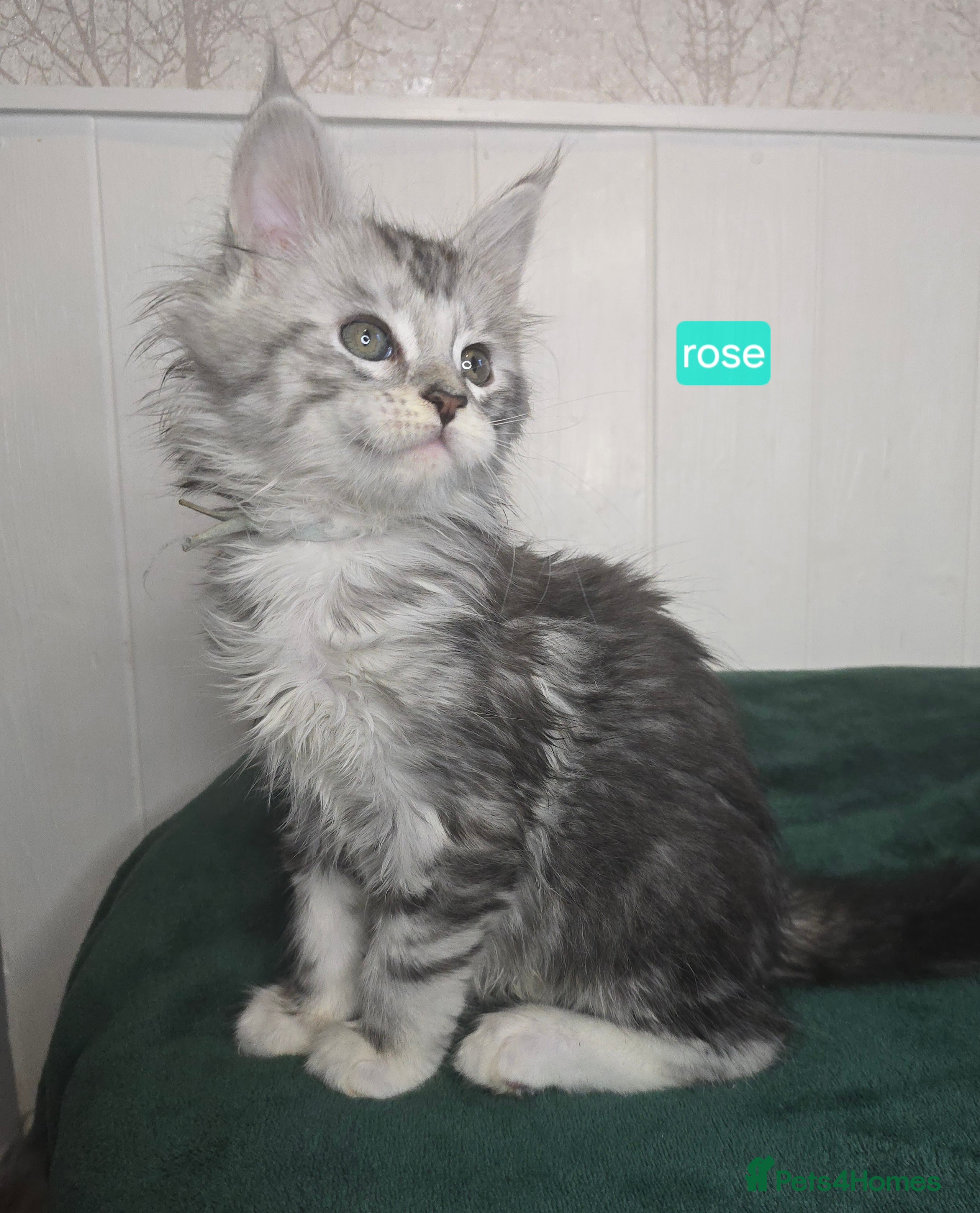 Maine Coon cats Stunning Silver Tica Pedigree Maine Coon Kittens - Advert 1