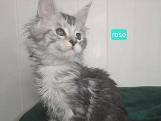Maine Coon cats Stunning Silver Tica Pedigree Maine Coon Kittens - Advert 6