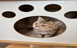 British Shorthair cats for sale:  Super friendly /lap Bsh kittens 2left😍 - Image 24