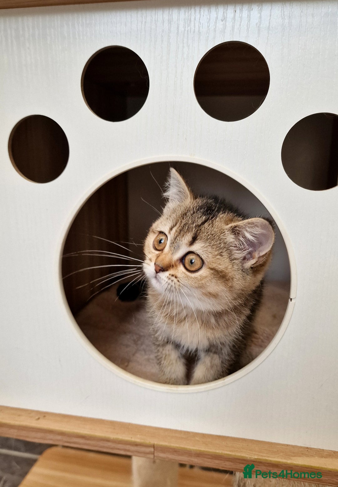 British Shorthair cats for sale:  Super friendly /lap Bsh kittens 2left😍 - Image 24