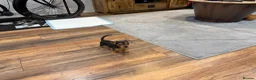 Chihuahua dogs for sale: Beautiful little Chihuahua Puppy 8 weeks old  - Advert 8