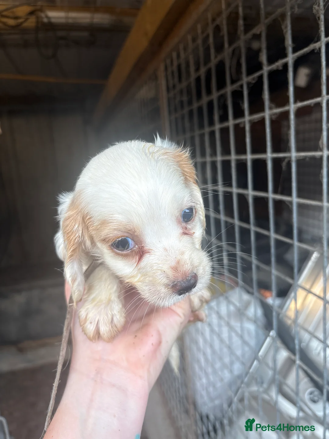 Cocker Spaniel dogs for sale: Puppies  - Advert 10