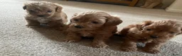 Maltipoo dogs for sale: 3 Stunning male  multipoo puppies in Chatteris - Advert 16