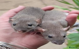 Rat rodents for sale: Agouti , cinnamon and black Dumbo rats  - Image 1