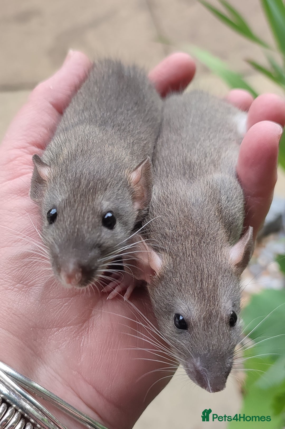 Rat rodents for sale: Agouti , cinnamon and black Dumbo rats  - Image 1