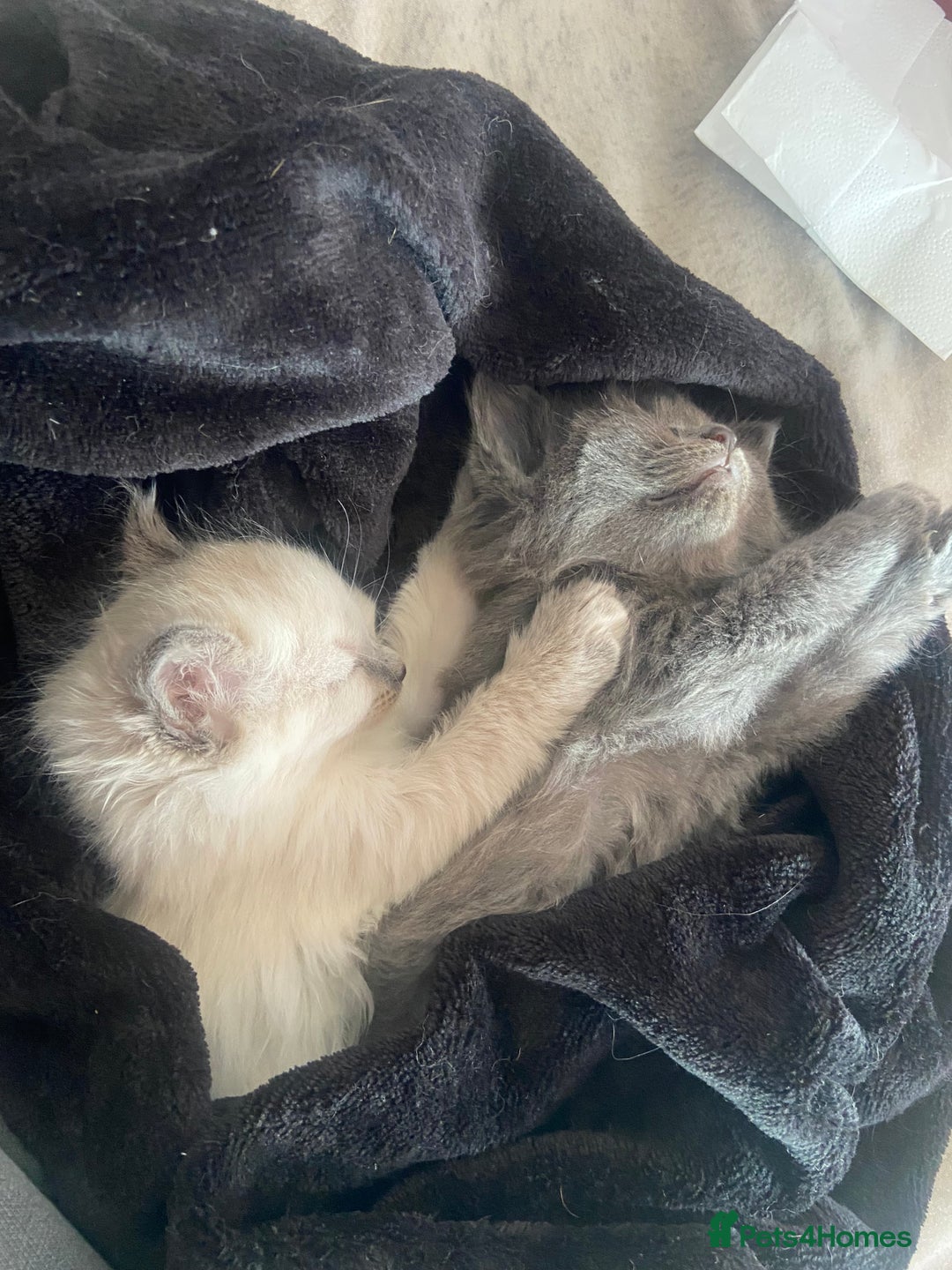 British Shorthair cats for sale: Kittens  - Image 7