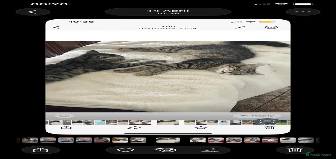 Gallery Image {{count}}