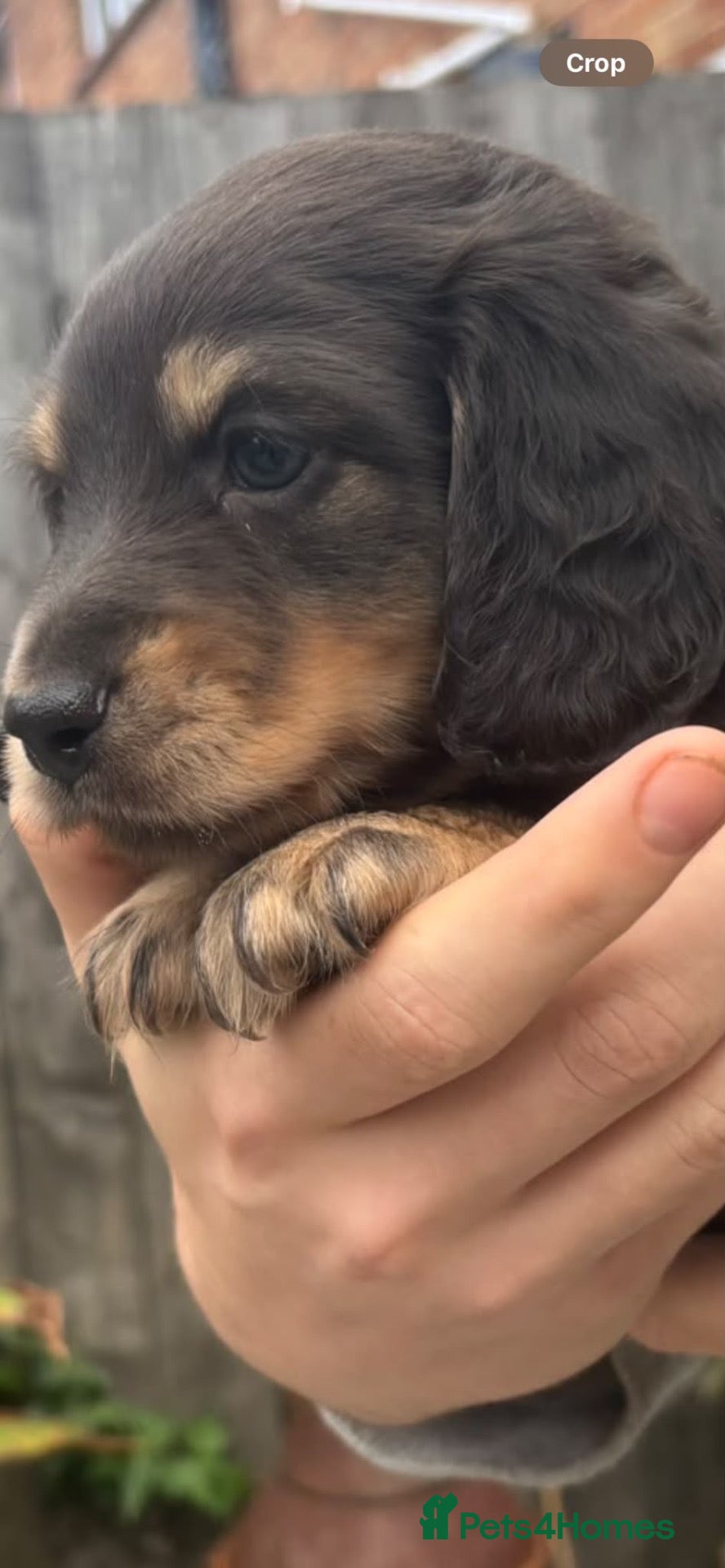 Miniature Dachshund dogs KC registered long haired Miniatures  - Advert 21