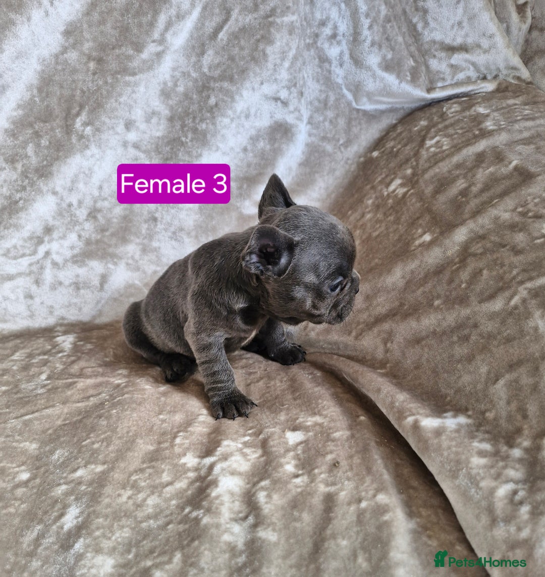 French Bulldog dogs for sale: French Bulldog Puppies  - Image 32