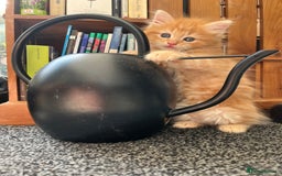 Mixed Breed cats for sale: Pair of Gorgeous ginger kittens 🐅🐅 - Image 3