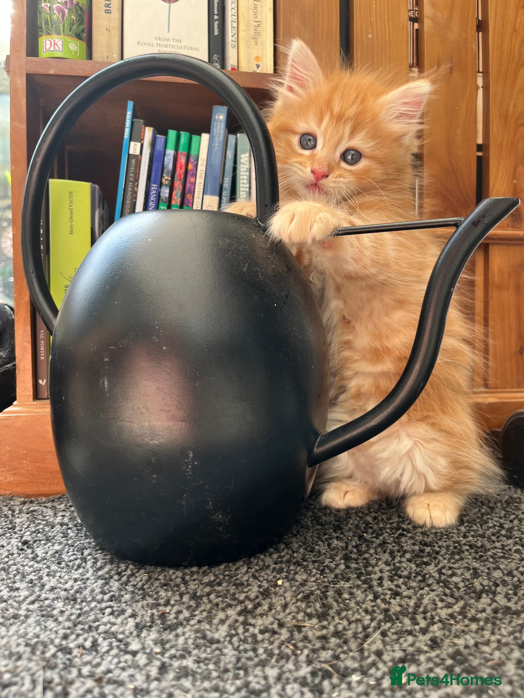 Mixed Breed cats for sale: Pair of Gorgeous ginger kittens 🐅🐅 - Image 3